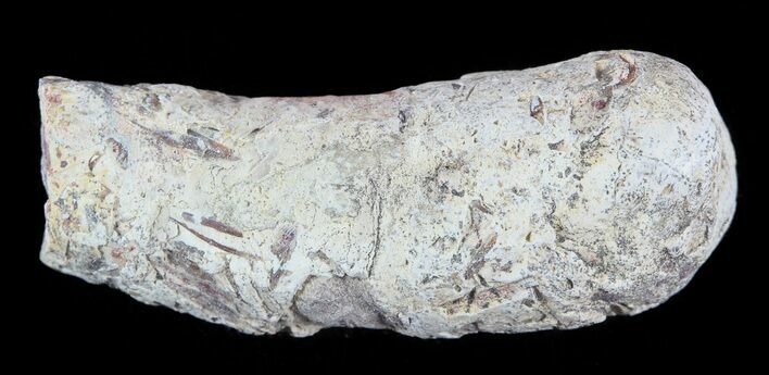 Cretaceous Fish Coprolite (Fossil Poop) - Kansas #49361